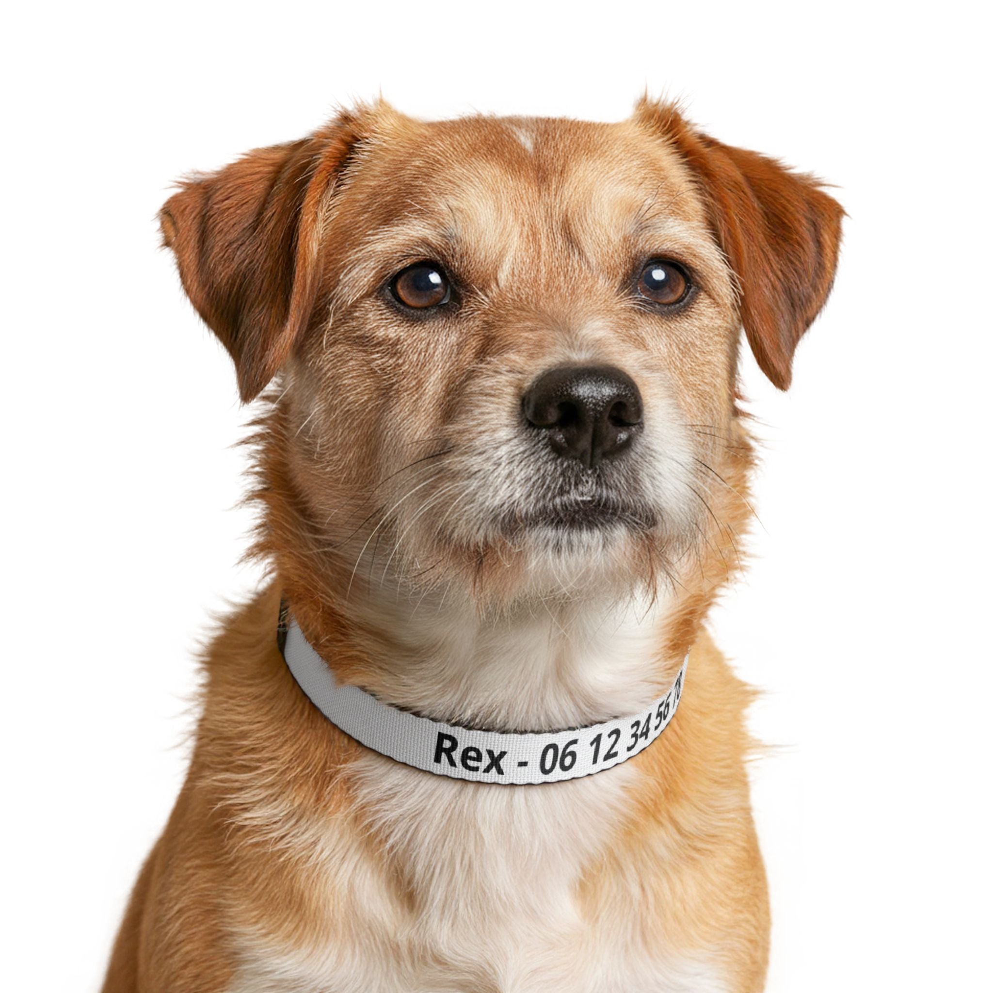 Collier Chien Nylon Personnalisé avec Nom et Numéro