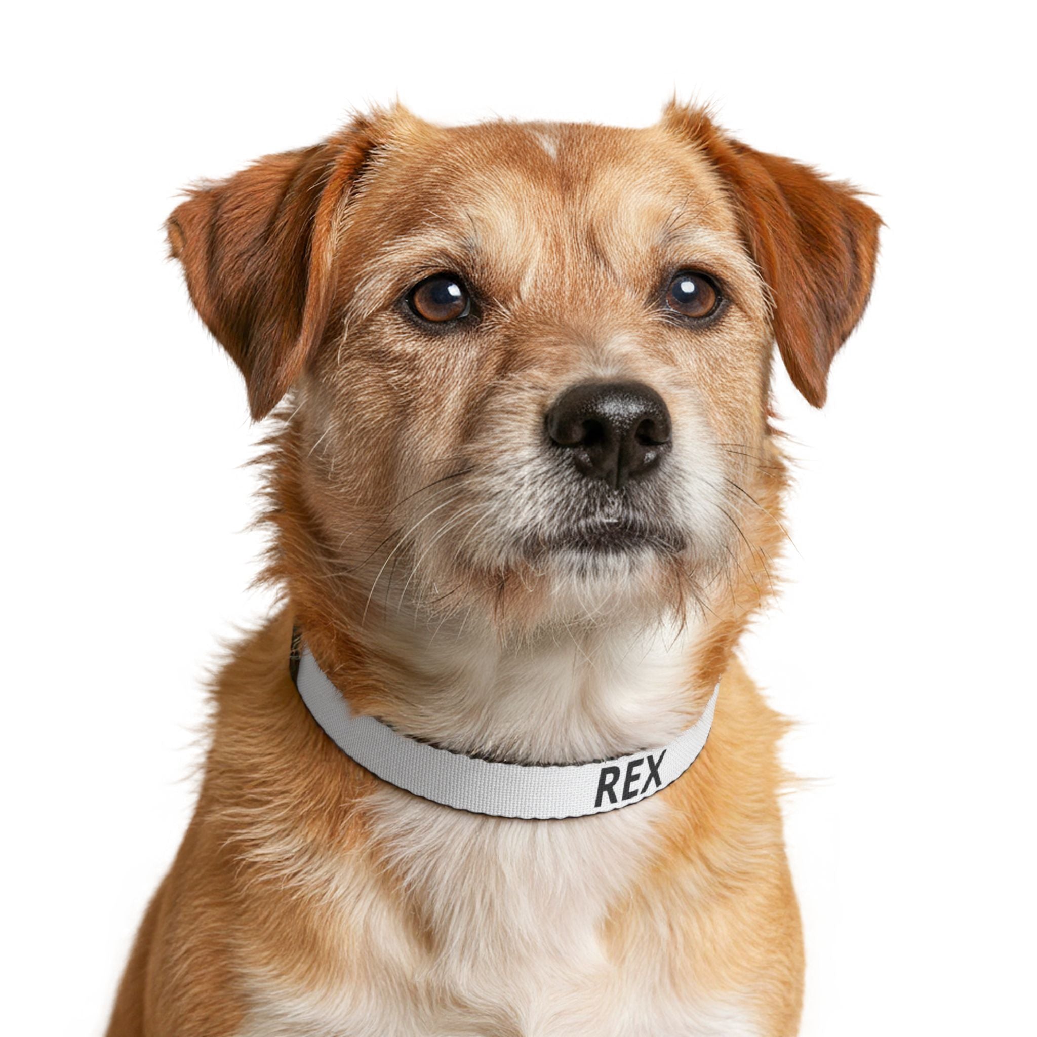 Collier Chien GRIFFÉ Personnalisable avec Nom