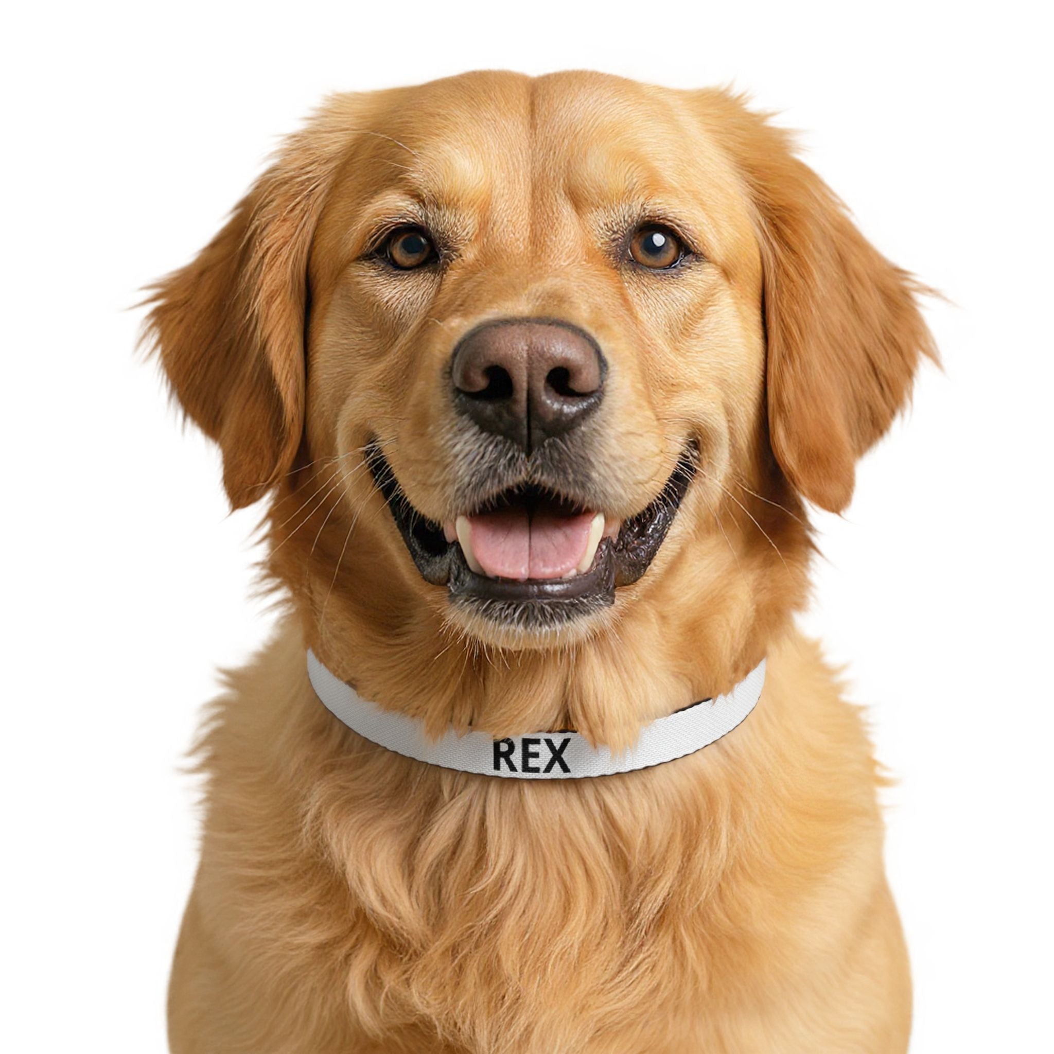 Collier Chien GRIFFÉ Personnalisable avec Nom