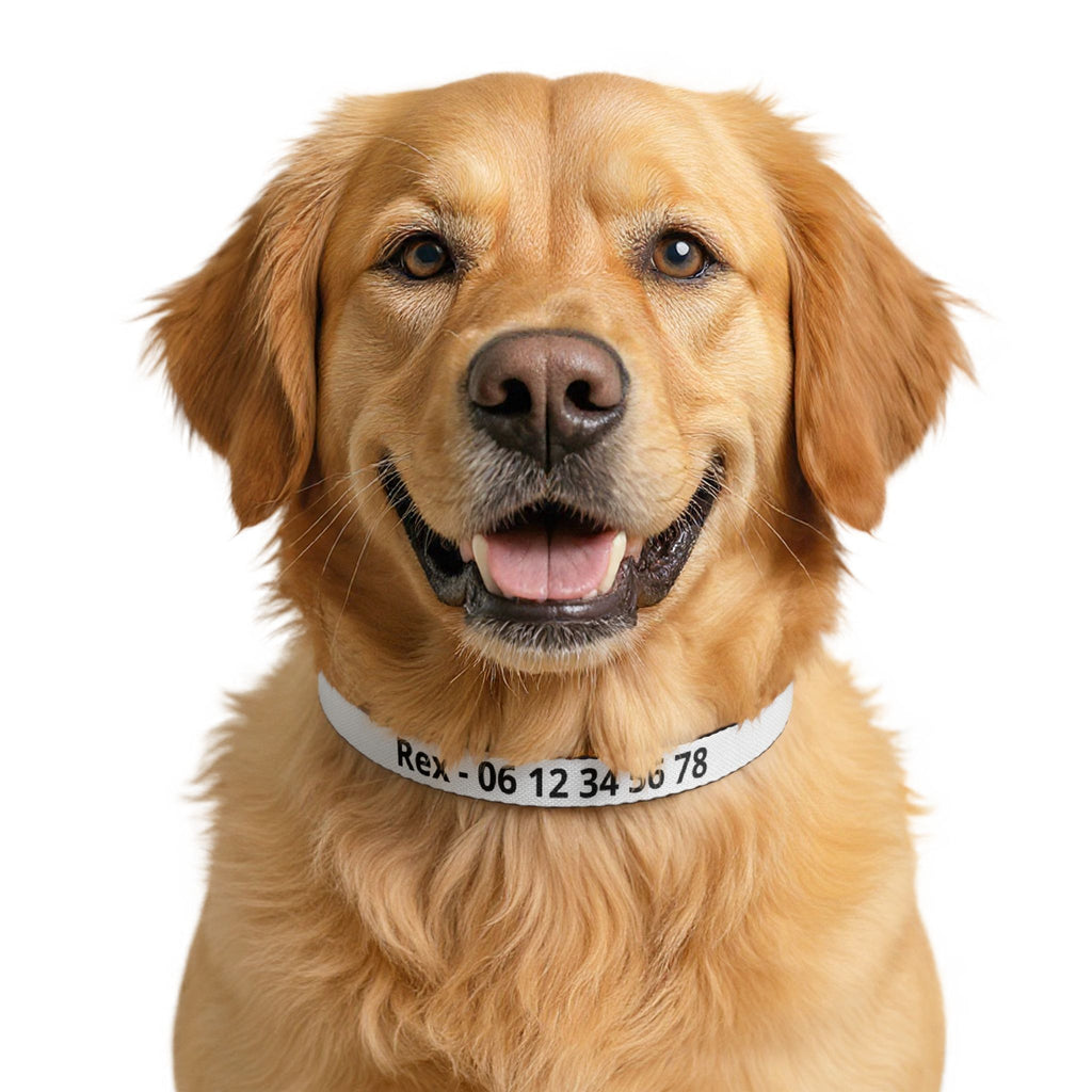 Collier Chien Nylon Personnalisé avec Nom et Numéro