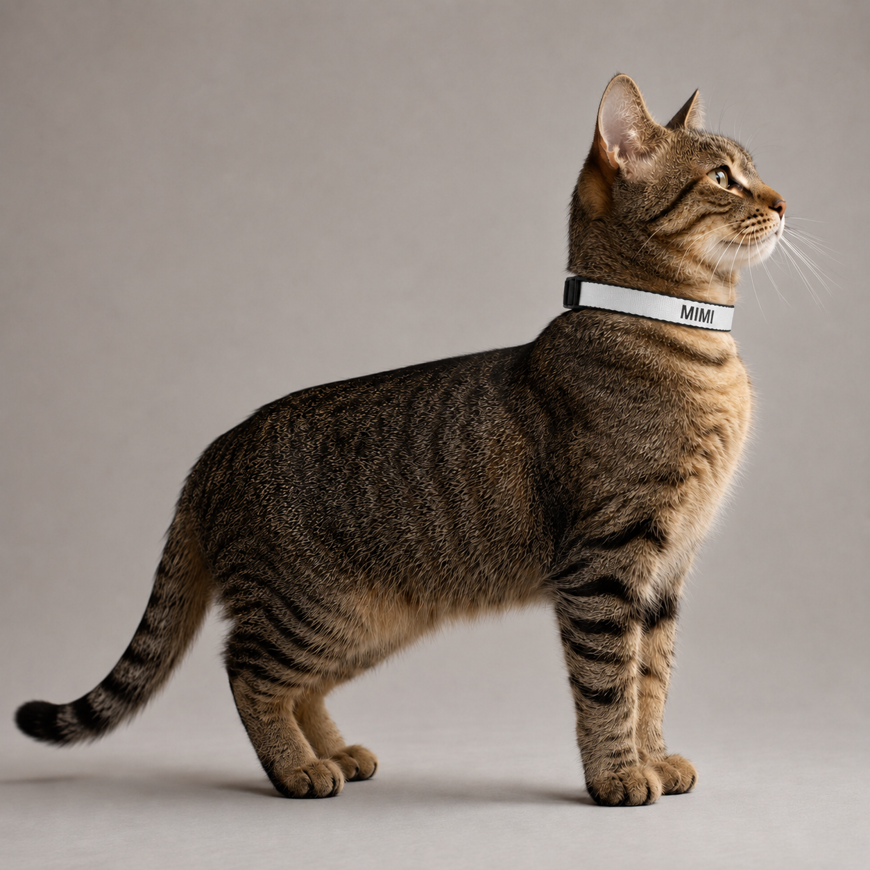 Collier Chat GRIFFÉ Personnalisable avec Nom